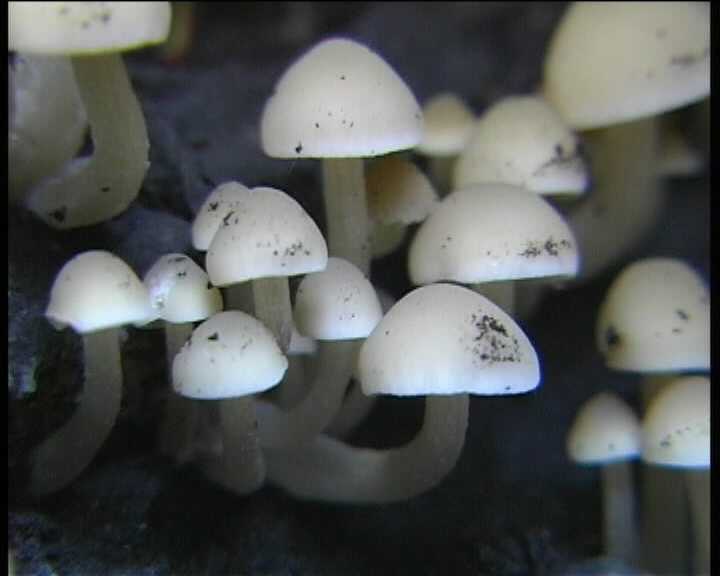 Psathyrella cernua   ( Vahl.:Fr. )  Hirsch